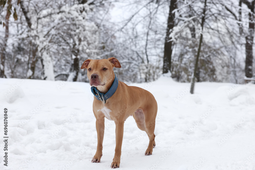 Cute ginger dog in snowy forest on winter day Cute ginger dog in snowy forest on winter day