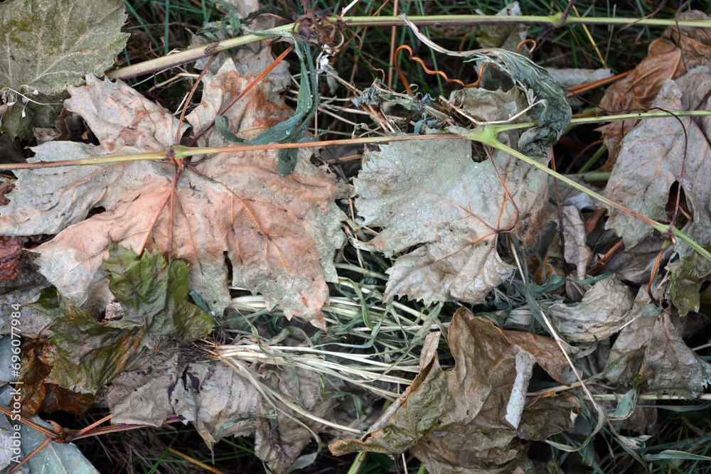 Dry, fallen green-yellow grape leaves lie on long, dry, green grass.