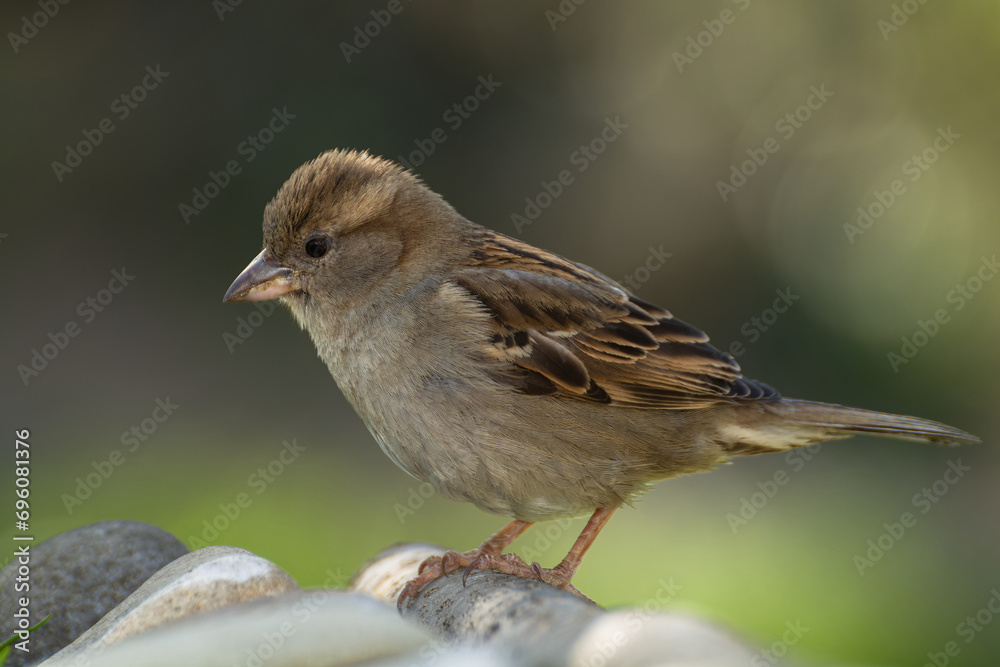 House sparrow, female on a stick near stones. Czechia. 