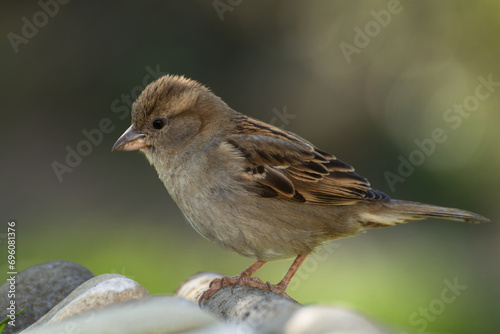 House sparrow, female on a stick near stones. Czechia. 