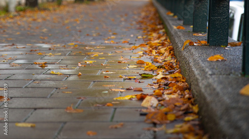 falling leaves on the street, raining day, season change in Amsterdam