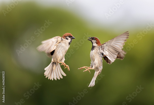 two sparrow birds fly spreading their feathers and wings in a green spring garden photo