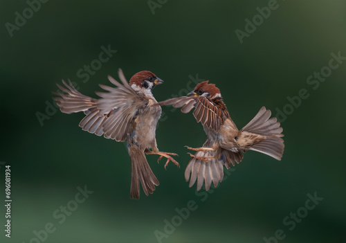 two sparrow birds fly spreading their feathers and wings in a green spring garden