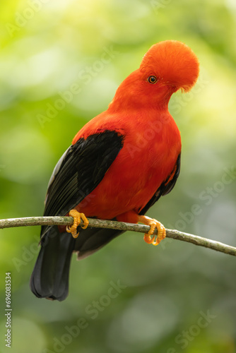 Andean Cock-of-the-rock perched on a branch in the forest photo