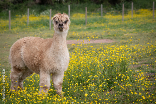 Alpaca in the meadow photo