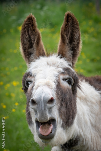 close up of a donkey 