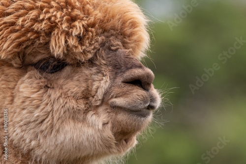alpaca portrait  photo