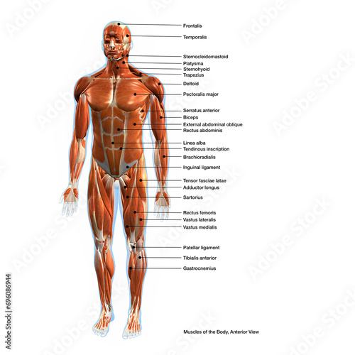 Labeled Muscles of the Human Body Chart, Anterior View