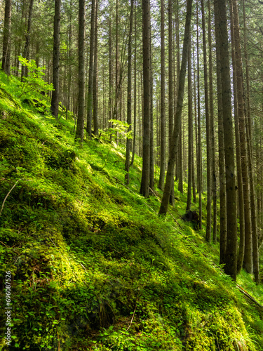 An inclined hill fully covered with moss on which grows a dense coniferous forest. Shreds of light illuminate the mossy ground creating an enchanting visual effect. Carpathia, Romania