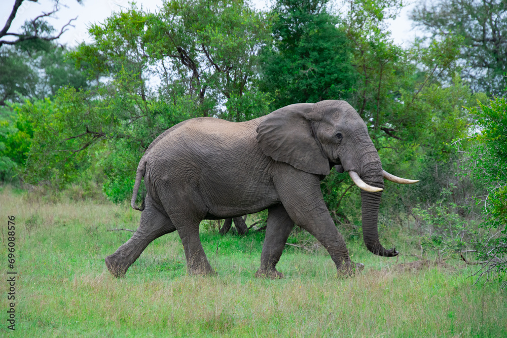 Beautiful wild elephant in her natural habitat in South Africa