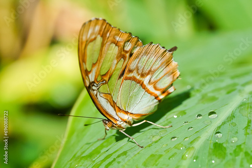 Canvas Print Malachite butterfly on leaf