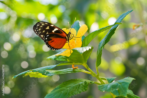 Canvas Print Cream-spotted Tigerwing butterfly on flower