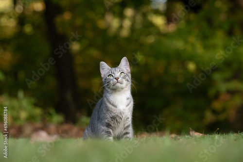 Tabby cat and green grass
