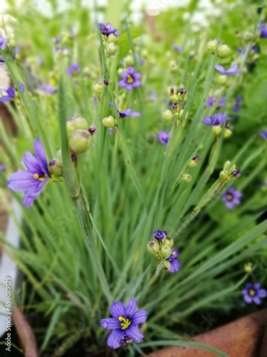 An Alpine plant. Blooming purple Sisyrinchium on a sunny summer day. Floral wallpaper. photo