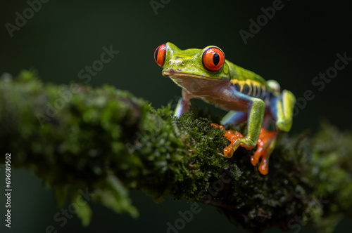 Red-eyed Tree Frog in the Rainforest of Costa Rica 