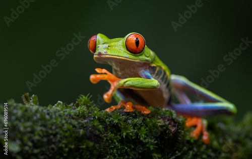 Red-eyed Tree Frog in the Rainforest of Costa Rica  © Harry Collins