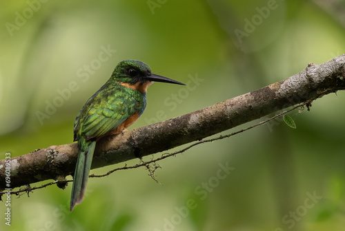 Rufous-tailed Jacamar in the Rainforest of Costa Rica 