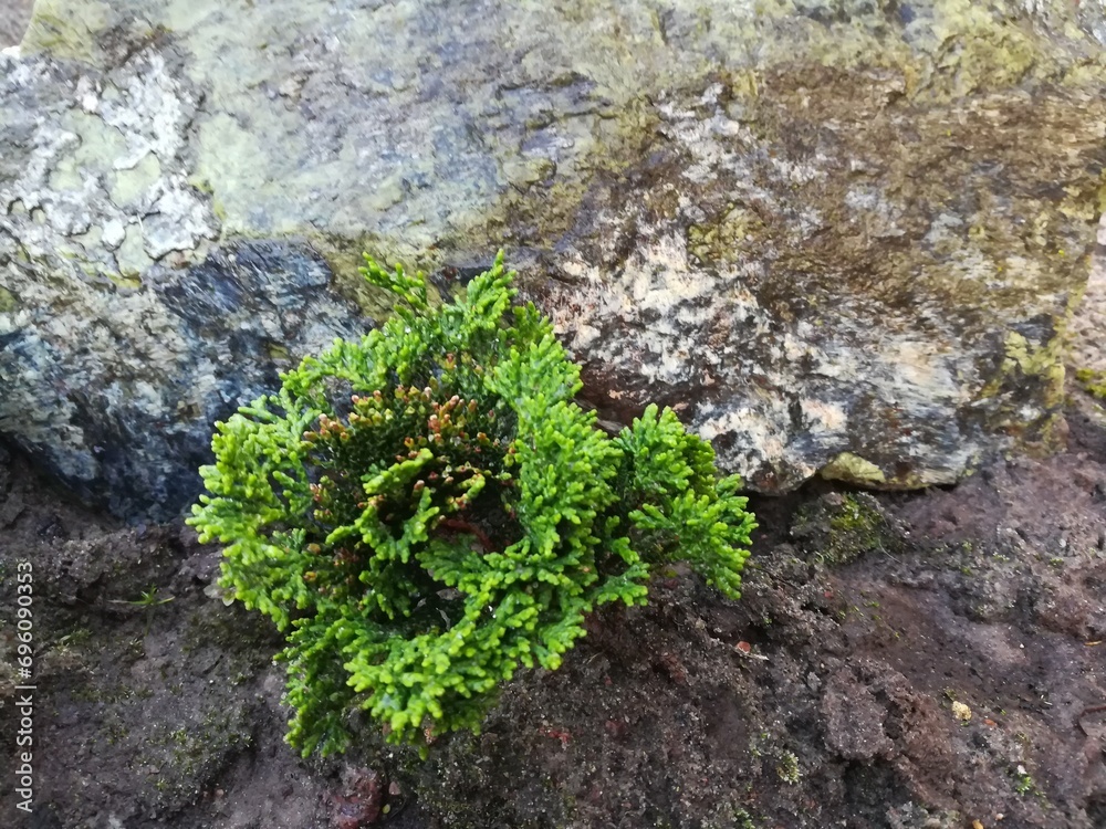 A small Cypress sapling. Chamaecyparis obtusa Nana Gracilis. Coniferous plants. Nature wallpaper. A small Cypress sapling. Chamaecyparis obtusa Nana Gracilis. Coniferous plants. Nature wallpaper.