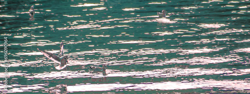 Lithographic Look of Seagull Landing on Lake Near Other Seagulls - Silver & Green (filtered photo) photo