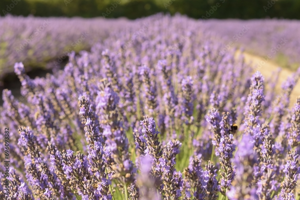 Smelling the blooming lavender aromatic plants. Fresh purple flowers in the field landscape. Colorful natural background.