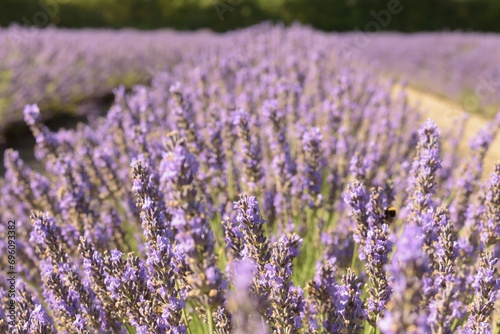 Smelling the blooming lavender aromatic plants. Fresh purple flowers in the field landscape. Colorful natural background.