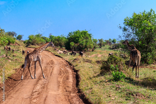 Giraffes and blue wildebeests in Serengeti national park in Tanzania. Wildlife of Africa