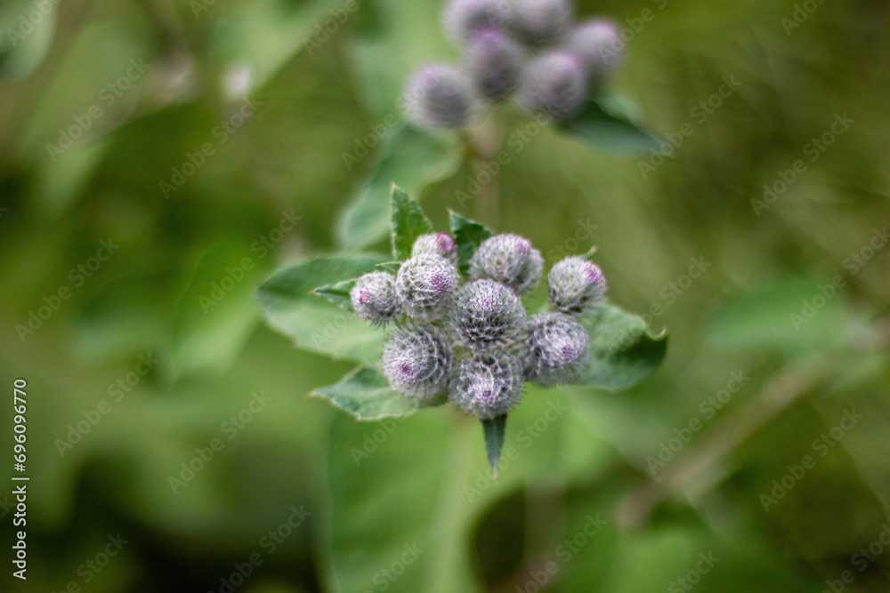 Close up of arctium tomentosum aka woolly burdock or downy burdock belongs to a family of asteraceae.