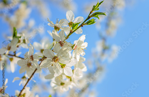 Selective focus of branches white Cherry blossoms on the tree under blue sky and sun. Beautiful Sakura flowers during spring season, Floral pattern texture, Nature wallpaper background.
