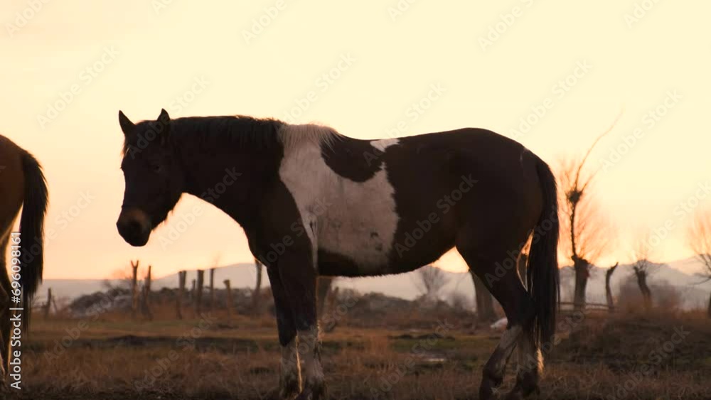 Wild Horses Grazing in the Reed Field at Sunset Wild Horses Grazing in the Reed Field at Sunset