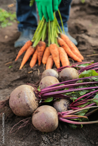 Harvesting organic vegetables. Autumn harvest of fresh raw beetroot and carrot in farmer hands in garden close up