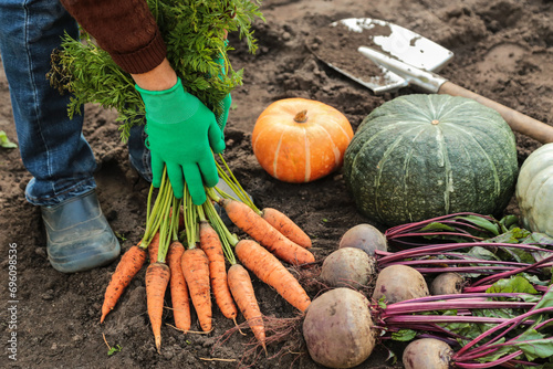 Autumn fresh vegetables harvest in farmer hands in garden. Harvesting organic carrot, betroot and pumpkin on soil, ground on garden bed photo