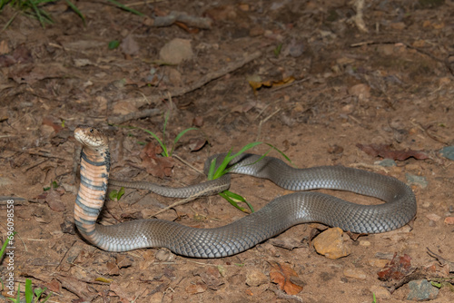 A venomous Mozambique Spitting Cobra (Naja mossambica) displaying its signature defensive hood photo