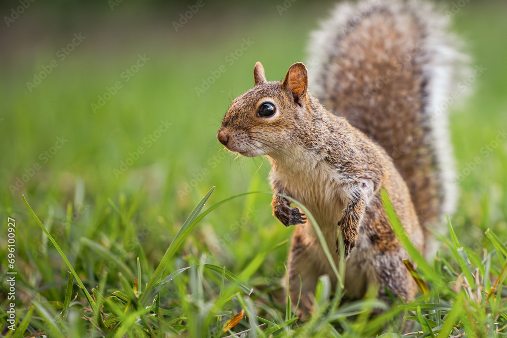 Young squirrel on the grass Young squirrel on the grass