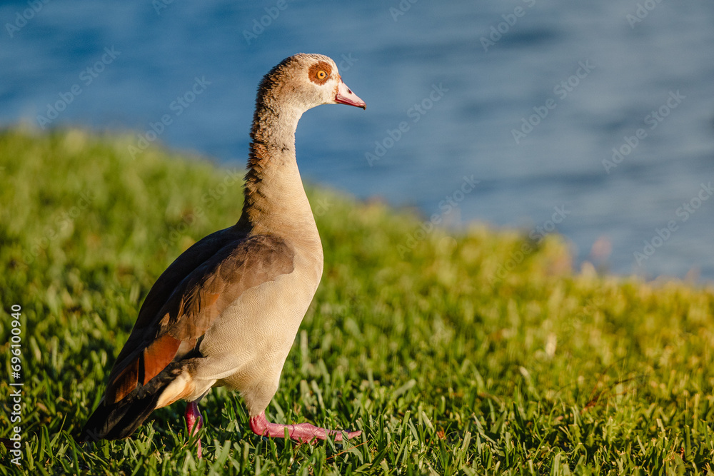 Graceful Egyptian goose Perched on Grassy Shoreline Gazing Across the Serene Lake Graceful Egyptian goose Perched on Grassy Shoreline Gazing Across the Serene Lake