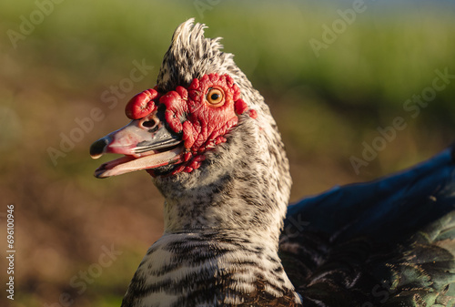 Portrait of a Unique Muscovy Duck  Embracing Its Unconventional Beauty