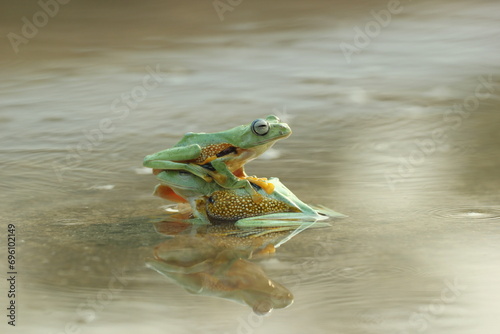 frogs, flying frogs, two cute frogs playing in the water