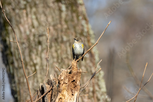bird on a branch © Eric
