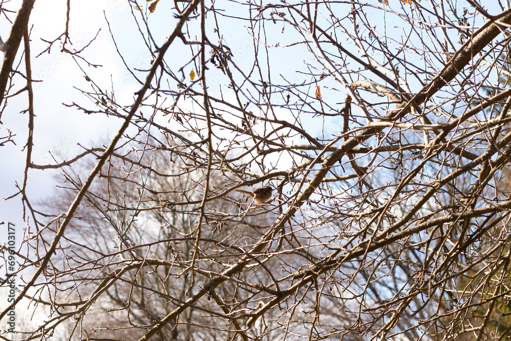 This cute little sparrow sat perched in the tree. The small bird with brown feathers is trying to hide and stay safe. These are songbirds and sound so pretty. The branches are without leaves. This cute little sparrow sat perched in the tree. The small bird with brown feathers is trying to hide and stay safe. These are songbirds and sound so pretty. The branches are without leaves.