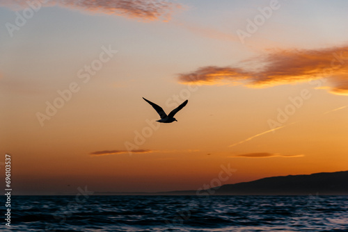 Bird flying in the sunset