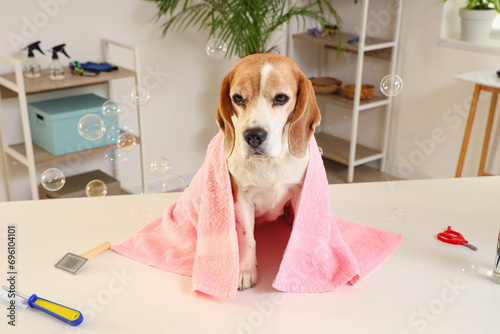 Cute Beagle dog after washi...