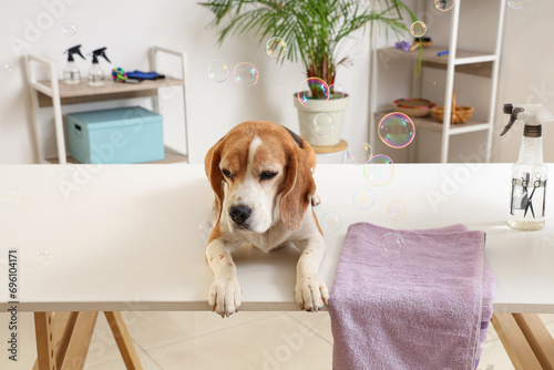 Cute Beagle dog lying on table in grooming salon © Pixel-Shot