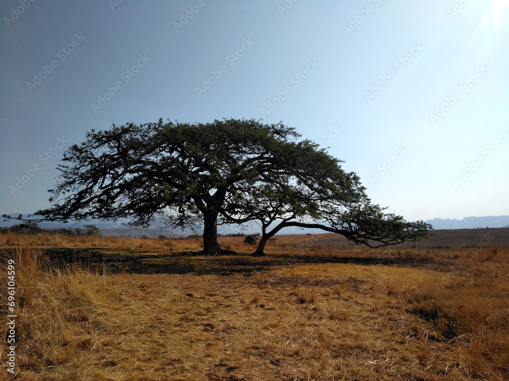 Obraz premium Solitary acacia growing in a field