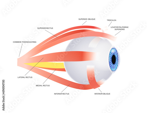 Extraocular muscles anatomy photo