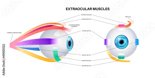 Extraocular muscles anatomy