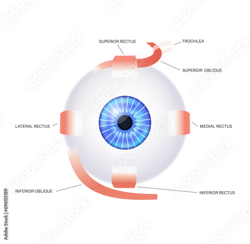 Extraocular muscles anatomy
