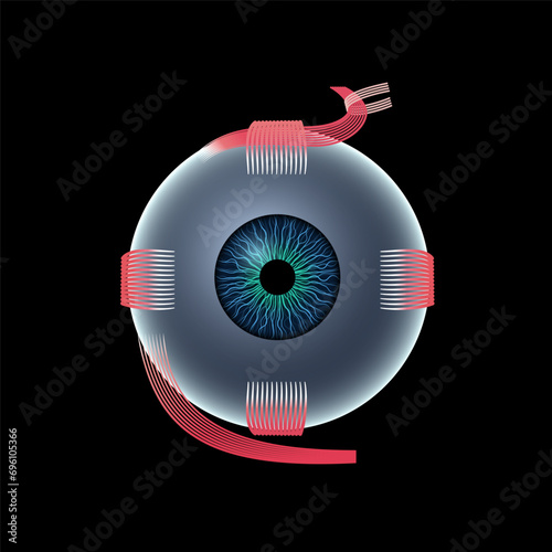 Extraocular muscles anatomy