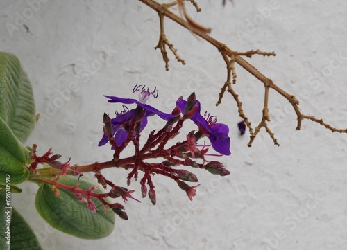 Pflanzen mit lila Blüten