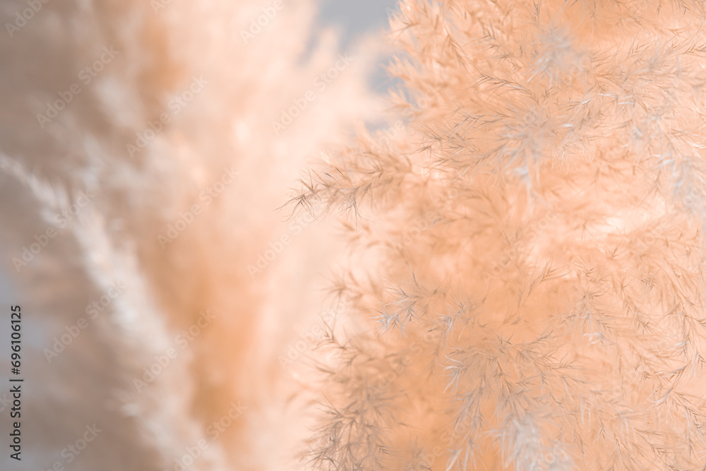 Background image of peach colored fluffy dry grass. Shallow depth of field Background image of peach colored fluffy dry grass. Shallow depth of field