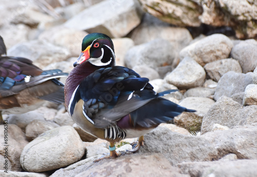 Male Wood Duck standing on rock. Colorful carolin duck.	 photo