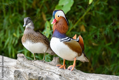 Male and female Mandarin Ducks standing on wood. Colorful mandarin duck.	